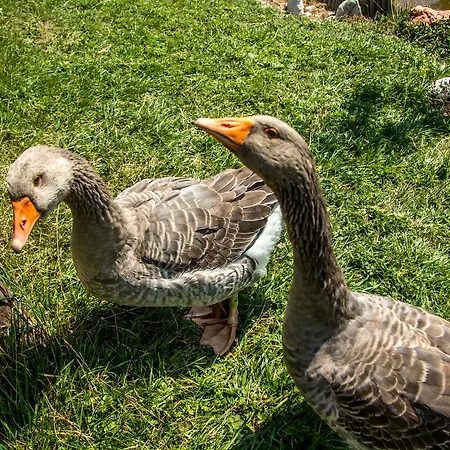 Salas Klak 3* Fackov